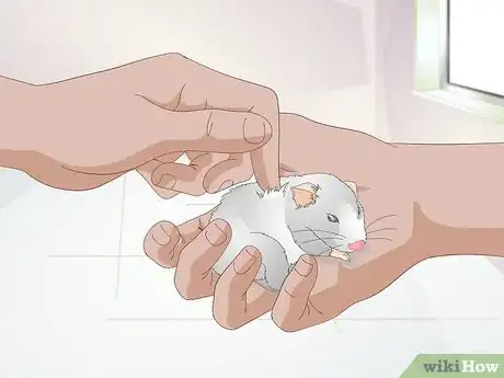 Imagen titulada Get a Hamster to Sleep Step 12