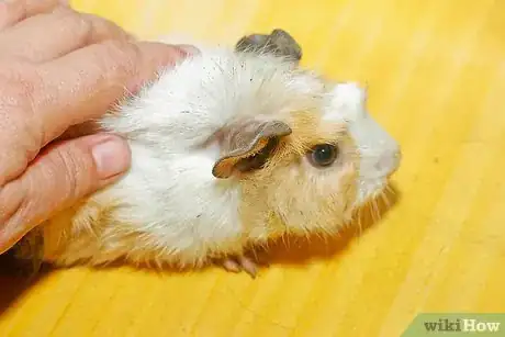 Imagen titulada Pick Up a Guinea Pig Step 1