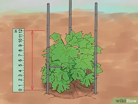 Imagen titulada Grow Delphinium Step 26