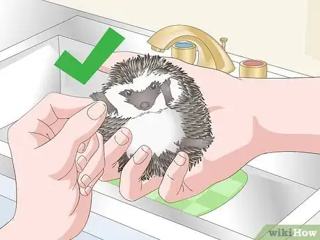 Imagen titulada Bathe a Pet Hedgehog Step 8