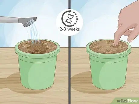 Imagen titulada Grow Pear Trees from Seed Step 10