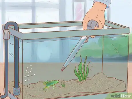 Imagen titulada Play with Your African Dwarf Frog Step 2