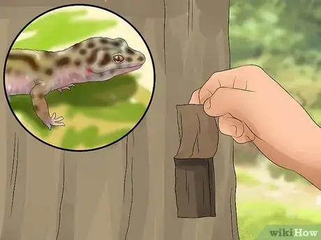 Imagen titulada Catch a Gecko Step 2