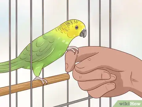 Imagen titulada Keep a Parakeet Safe Out of Its Cage Step 3