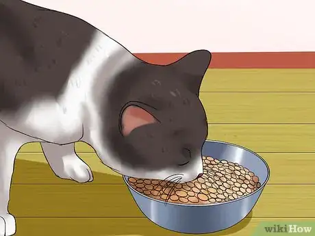 Imagen titulada Treat Bladder Stones in Cats Step 8