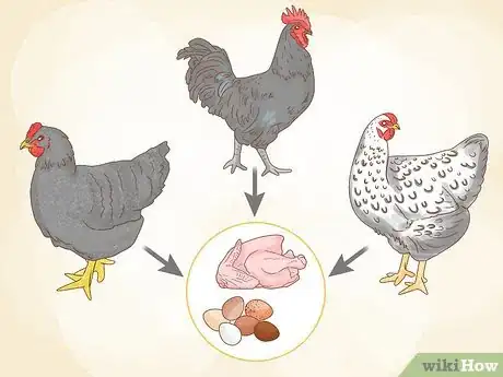 Imagen titulada Start a Chicken Farm Step 15