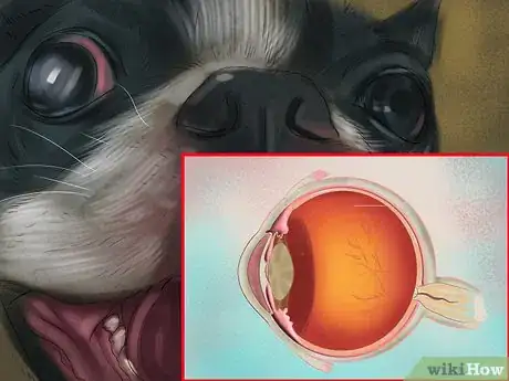 Imagen titulada Diagnose Eye Problems in Boston Terriers Step 7