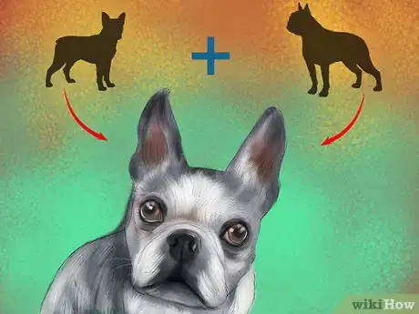 Imagen titulada Diagnose Eye Problems in Boston Terriers Step 9