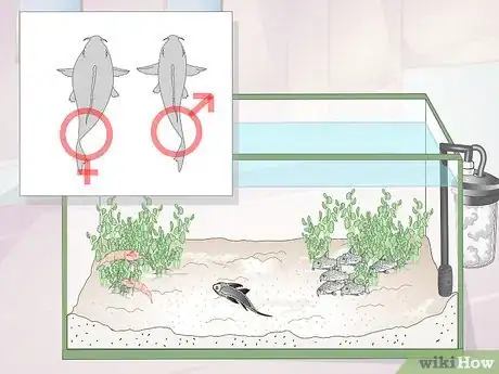 Imagen titulada Care for Corydoras Step 8