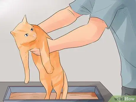 Imagen titulada Know if Your Cat Is Dying Step 10