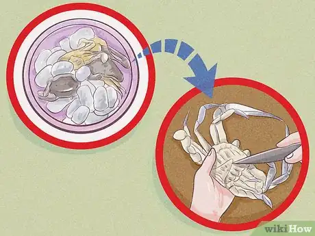 Imagen titulada Clean a Blue Crab Step 1