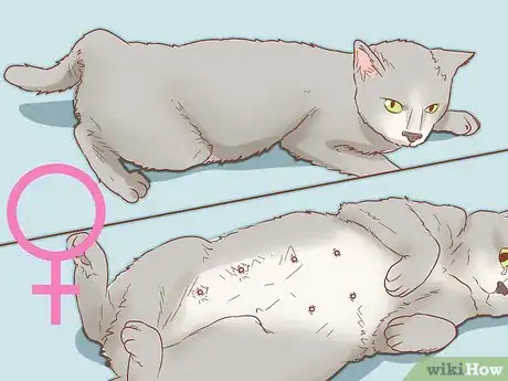 Imagen titulada Determine the Sex of a Cat Step 7