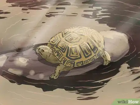 Imagen titulada Tell the Difference Between a Tortoise, Terrapin and Turtle Step 4