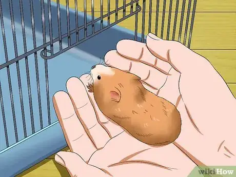 Imagen titulada Make Your Hamster Trust You Step 12