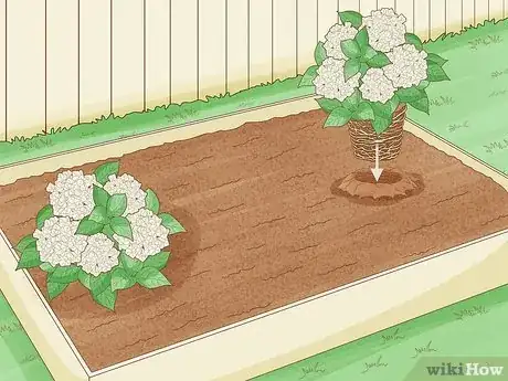 Imagen titulada Grow Hydrangeas Step 6