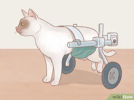 Imagen titulada Help a Cat That Is Dragging Its Rear Legs Step 11