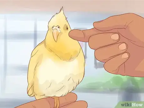 Imagen titulada Keep Your Cockatiel Happy Step 10