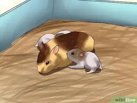 Imagen titulada Care for Newborn Hamsters Step 7