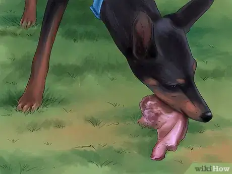 Imagen titulada Care for Doberman Pincshers Step 15