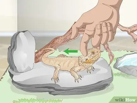 Imagen titulada Pet a Bearded Dragon Step 3