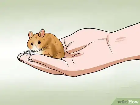 Imagen titulada Handle a Hamster Without Being Bitten Step 15