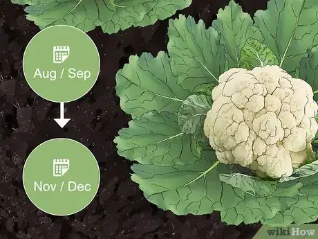 Imagen titulada Harvest Cauliflower Step 2