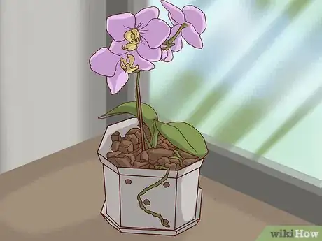 Imagen titulada Transplant Orchids Step 1