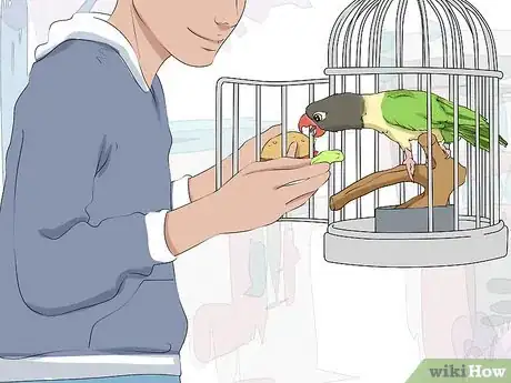 Imagen titulada Feed a Quaker Parrot Step 7