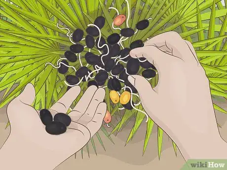 Imagen titulada Eat Saw Palmetto Berries Step 2