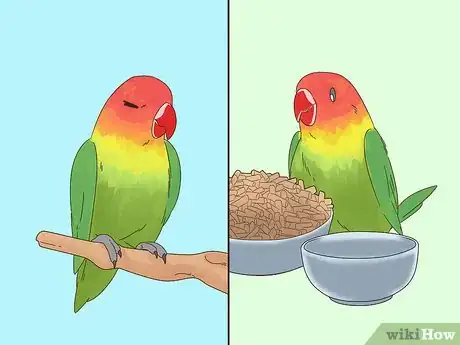 Imagen titulada Spot Signs of Illness in Lovebirds Step 10