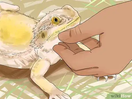 Imagen titulada Hold a Bearded Dragon Step 3