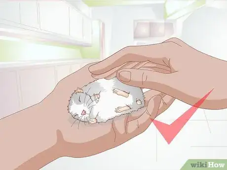 Imagen titulada Get a Hamster to Sleep Step 13