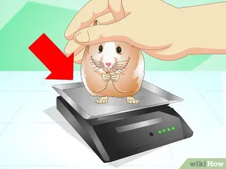 Imagen titulada Know if Your Hamster Is Healthy Step 8