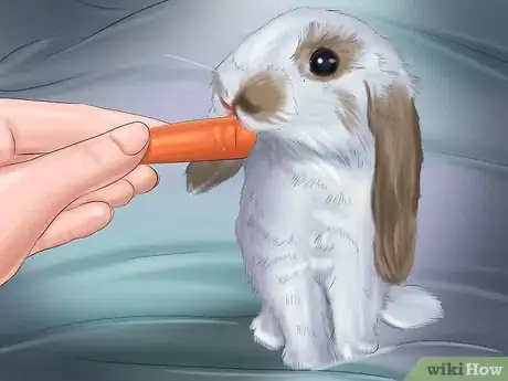 Imagen titulada Make Your Rabbit Like You Step 10