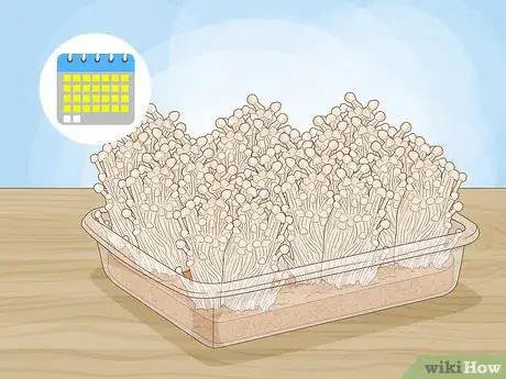 Imagen titulada Grow Enoki Mushrooms Step 14