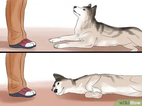 Imagen titulada Teach Your Dog to Play Dead on Command Step 16