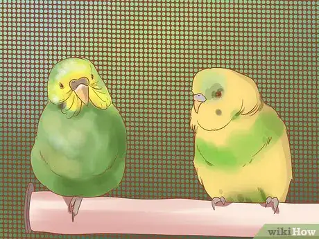 Imagen titulada Breed Budgies Step 2