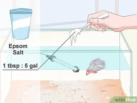 Imagen titulada Prevent and Treat Popeye in Betta Fish Step 8