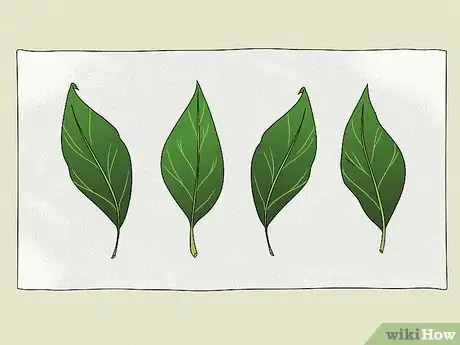 Imagen titulada Dry Leaves Step 8