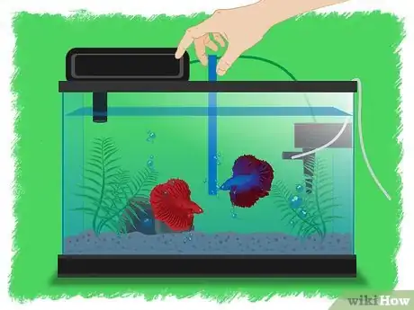 Imagen titulada Breed Betta Fish Step 10