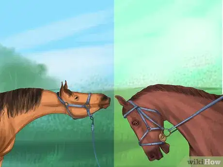 Imagen titulada Understand Horse Communication Step 9