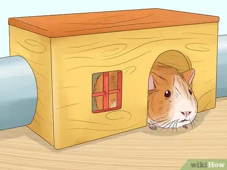 Imagen titulada Tame Your Guinea Pig Step 10