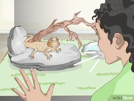 Imagen titulada Pet a Bearded Dragon Step 1