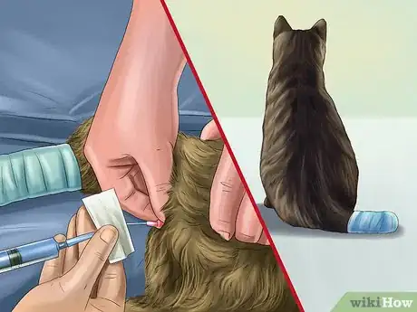 Imagen titulada Treat a Cat with a Tail Pull Injury Step 11