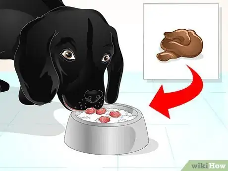 Imagen titulada Firm Up Your Dog's Stool Step 8