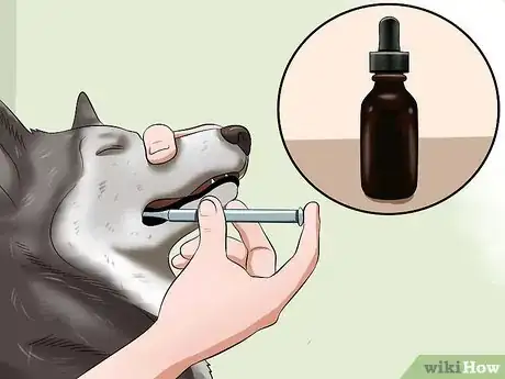 Imagen titulada Treat Dog Worms With Food and Herbs Step 14