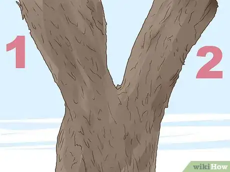 Imagen titulada Identify an Elm Tree Step 4