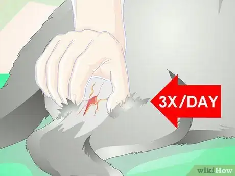 Imagen titulada Treat an Abscess on a Cat Step 10