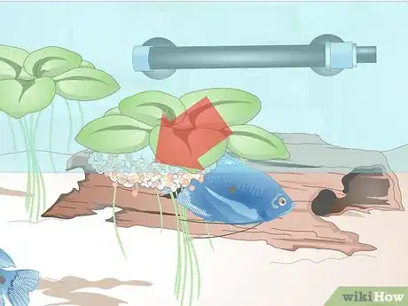 Imagen titulada Breed Blue Gouramis Step 10