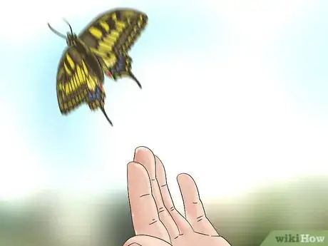 Imagen titulada Easily Catch a Butterfly with Your Hand Step 3